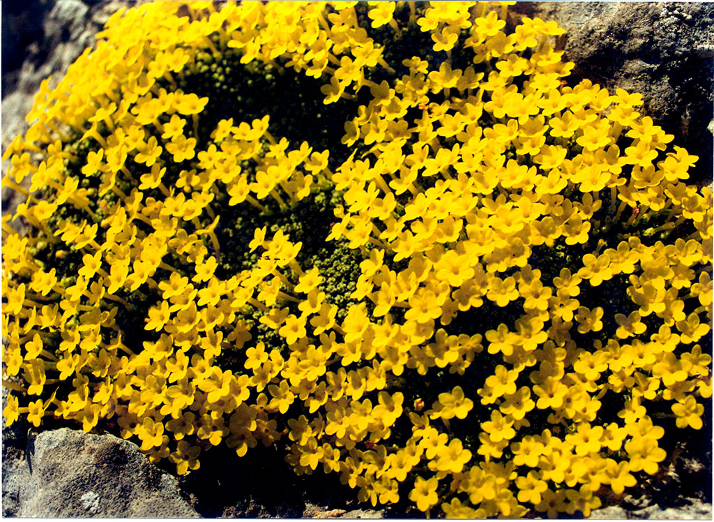 Флора Копетдага: уникальная и эндемичная 