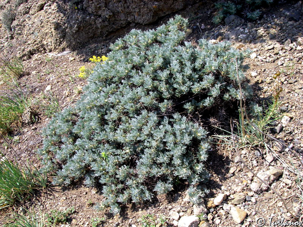 Флора Копетдага: уникальная и эндемичная 