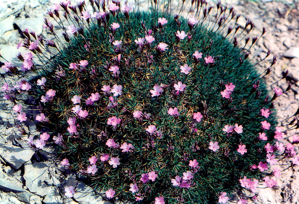 Флора Копетдага: уникальная и эндемичная 