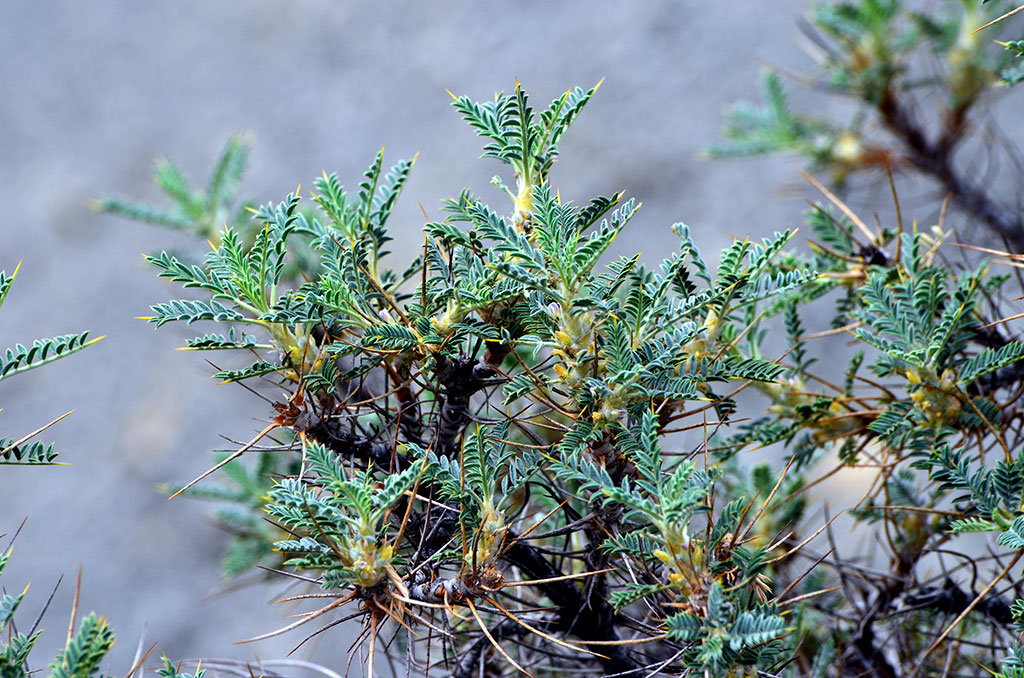 Флора Копетдага: уникальная и эндемичная 