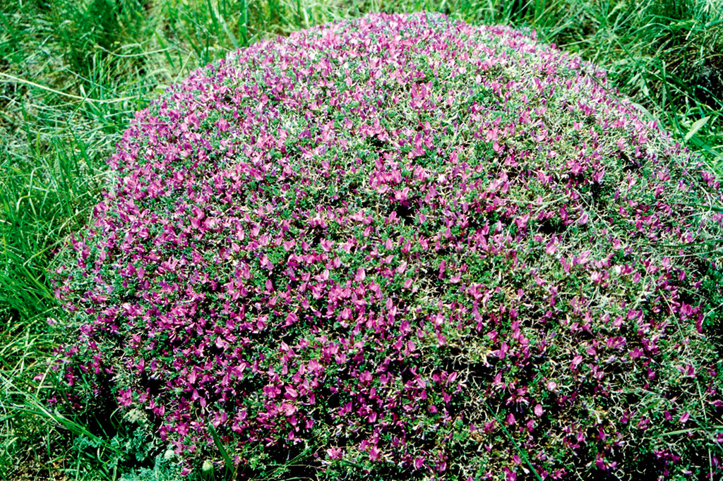 Флора Копетдага: уникальная и эндемичная 