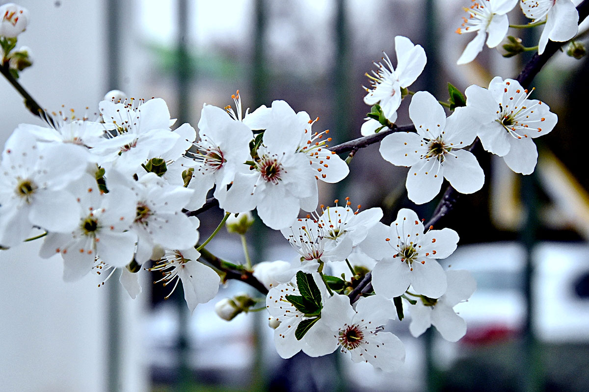 Photo report: Spring in Ashgabat