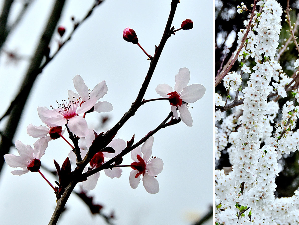 Photo report: Spring in Ashgabat