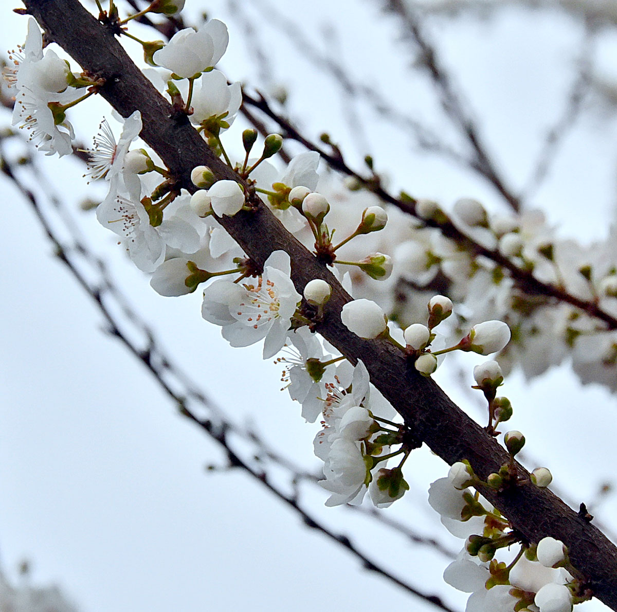 Photo report: Spring in Ashgabat