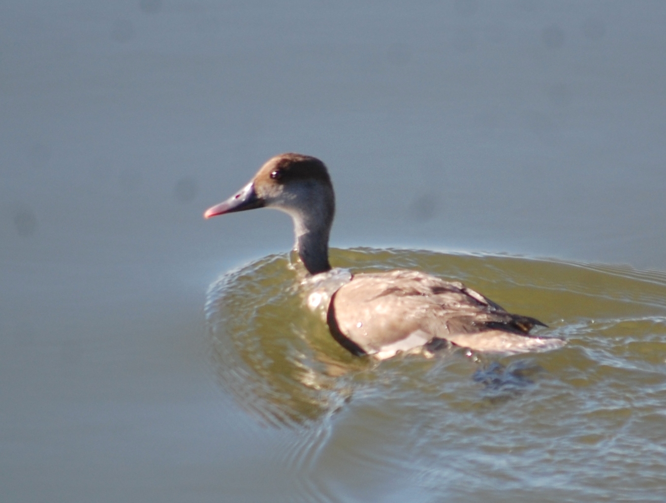 Hazar ýakasynda guşlaryň gyşky sanawy geçirildi