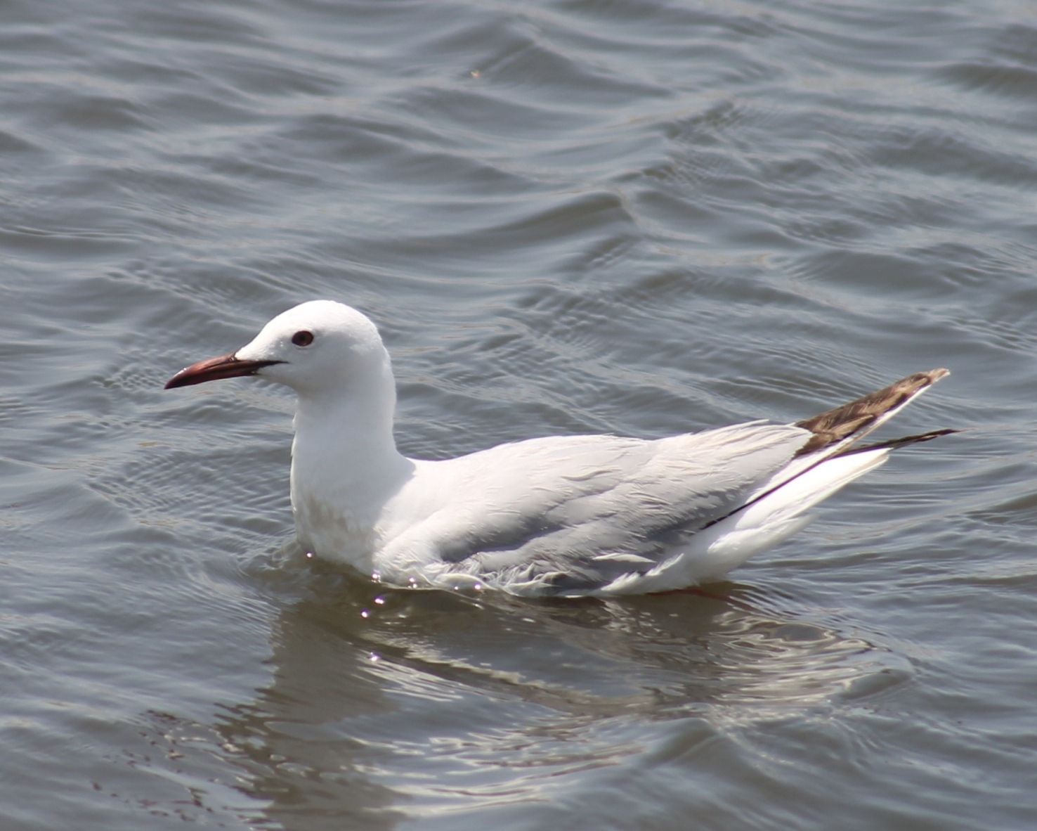 Hazar ýakasynda guşlaryň gyşky sanawy geçirildi