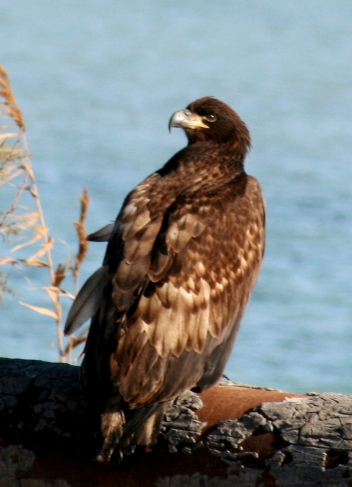 Hazar ýakasynda guşlaryň gyşky sanawy geçirildi