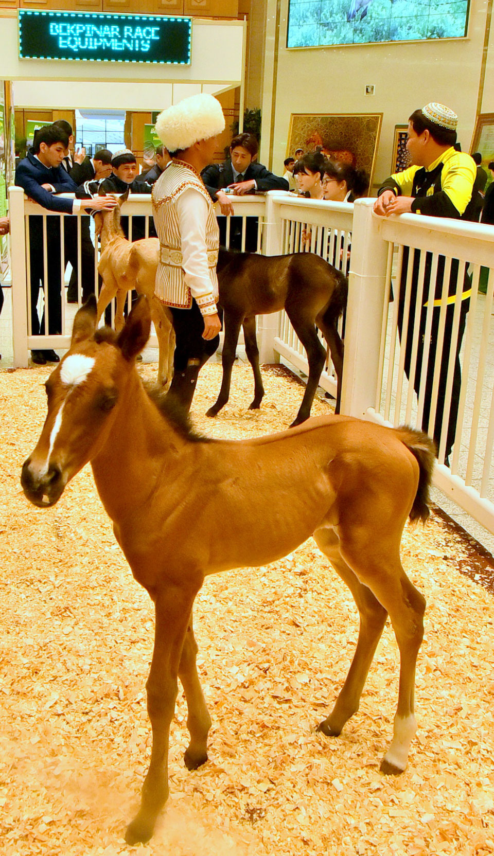 Ashgabat Exhibition Celebrates Achievements of World and Domestic Horse Breeding 