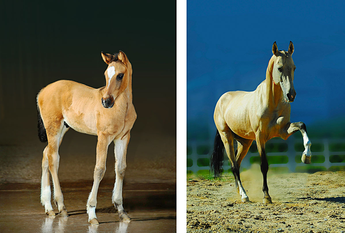 Results of artistic contest for the best image of ahalteke horse are finalized 