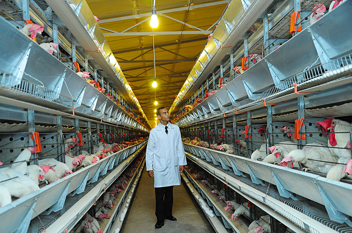 Poultry complex is opened in Ahal Velayat