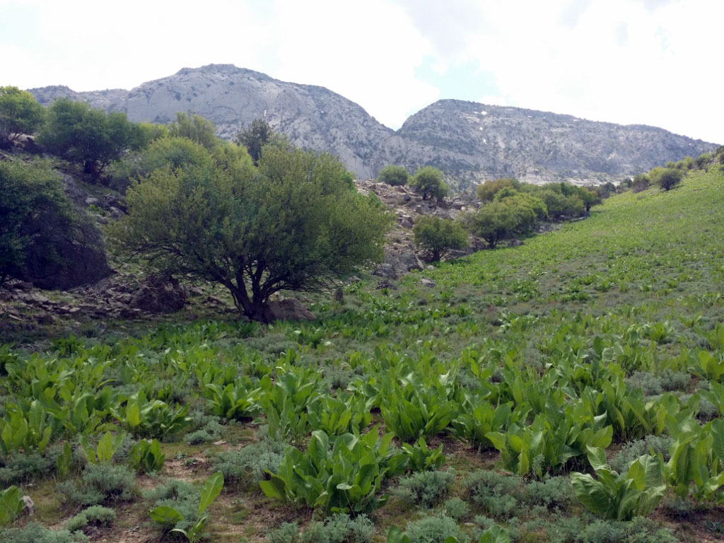 Устойчивое землепользование – залог социально-экономического роста