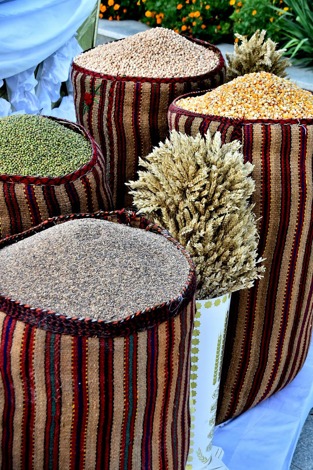 Scientists and agrarian experts from the CIS countries note the success of Turkmenistan in seed production sphere 