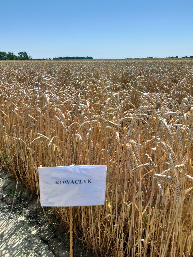 Turkmen selectionists cultivated new species of wheat 