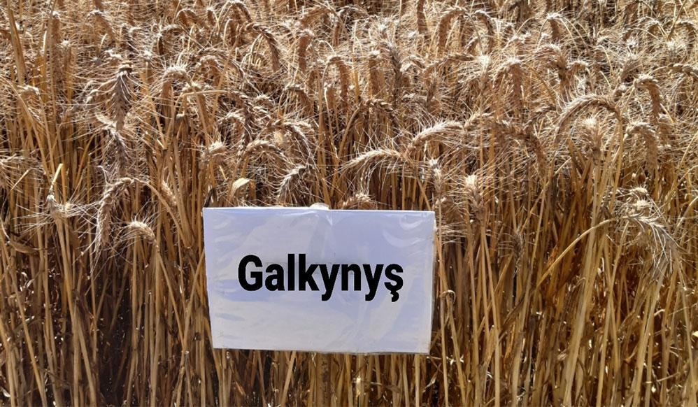 Turkmen selectionists cultivated new species of wheat 