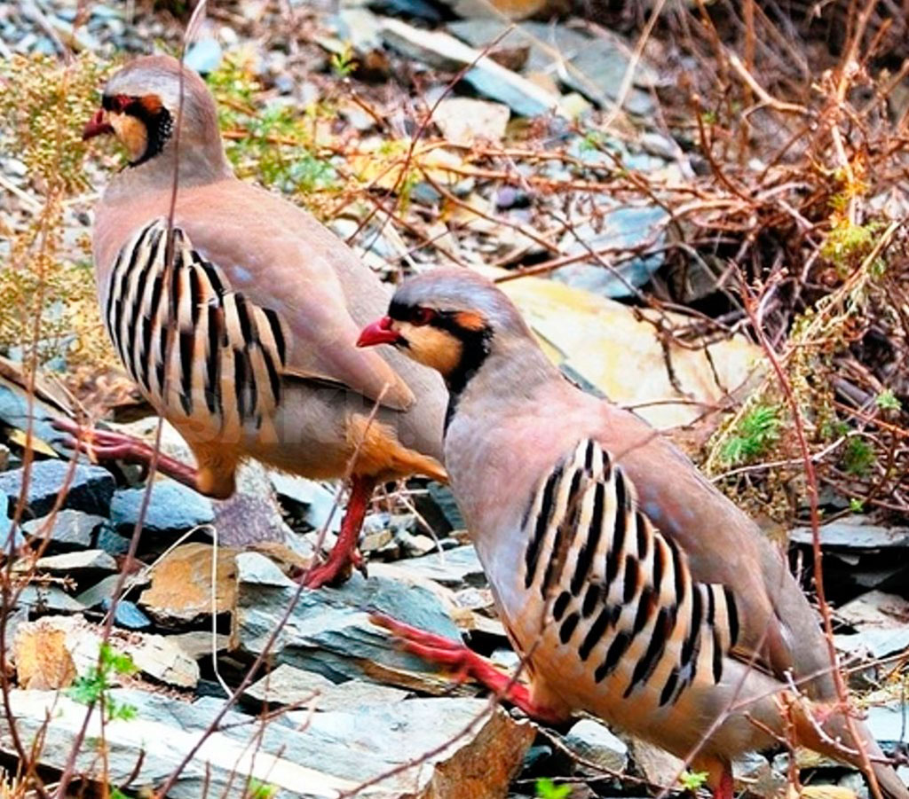 17 августа стартует сезон любительской охоты 