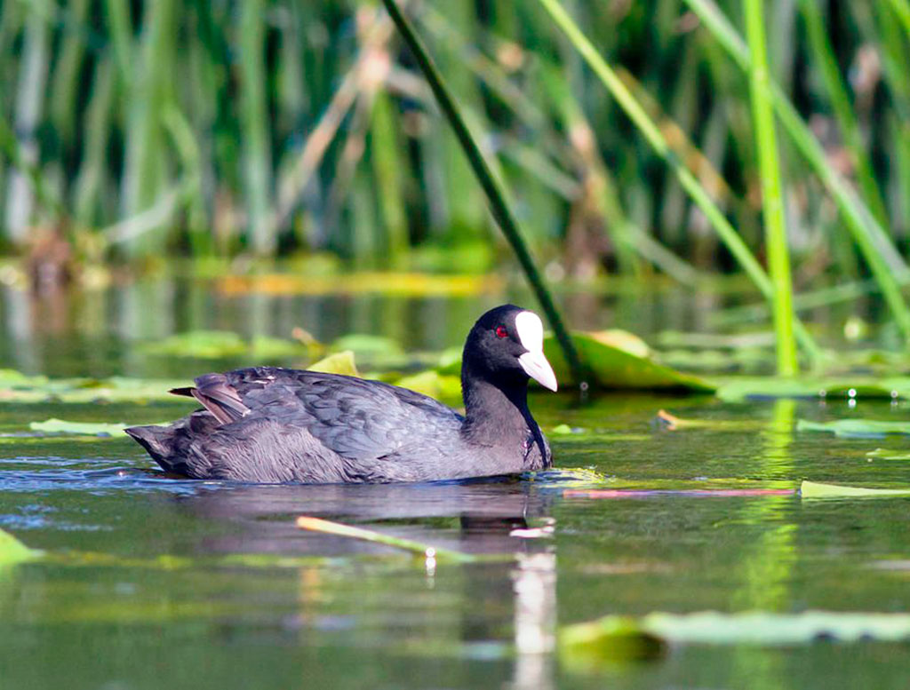 Hunting Season Kicks Off on August 17