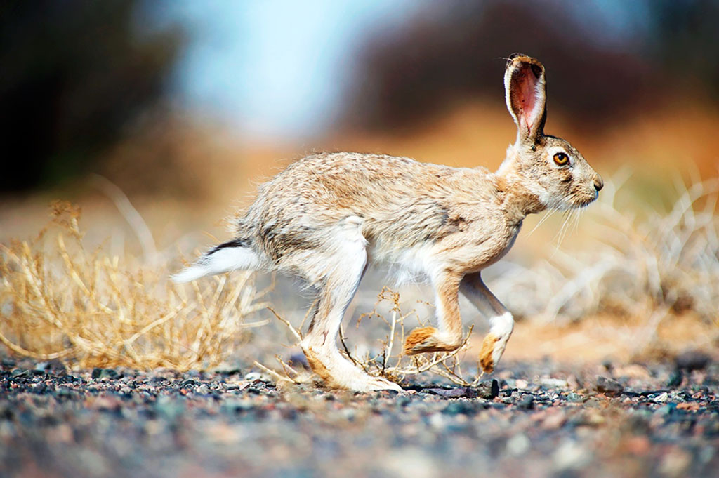 Hunting Season Kicks Off on August 17