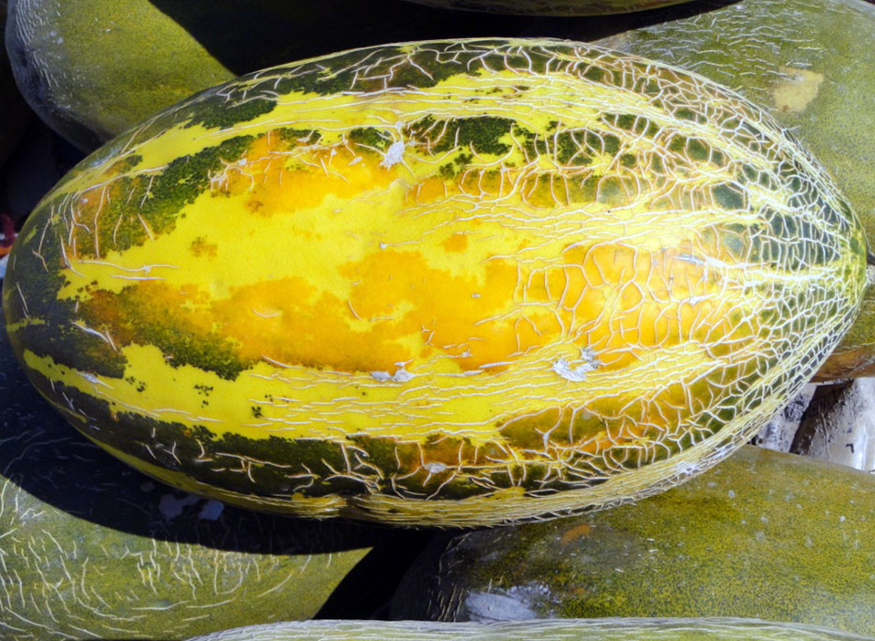 Türkmen bakja ekinlerine urugdaş ösümlikleriň arasynda  dürli endemikler bar