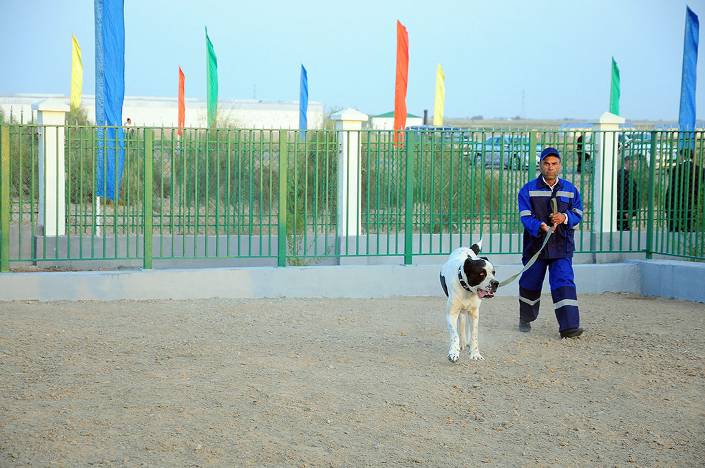 First kennel for breeding alabays is opened in the country 