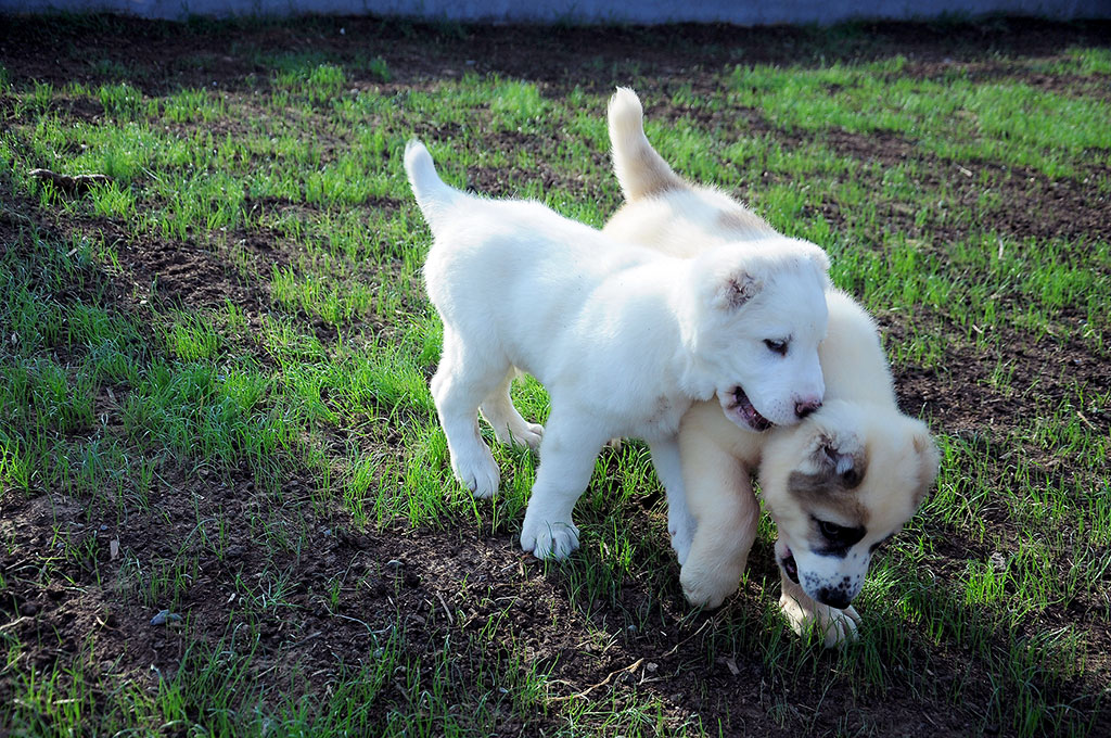 First kennel for breeding alabays is opened in the country 