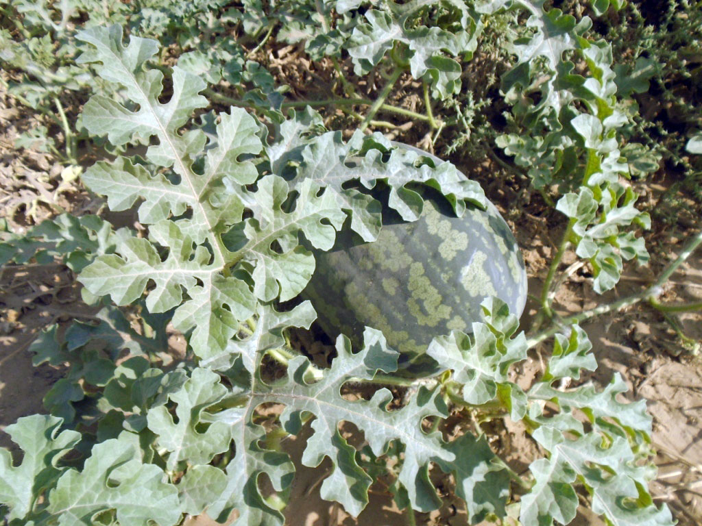 The trees are growing in the sand: Fruit oasis in Karakums