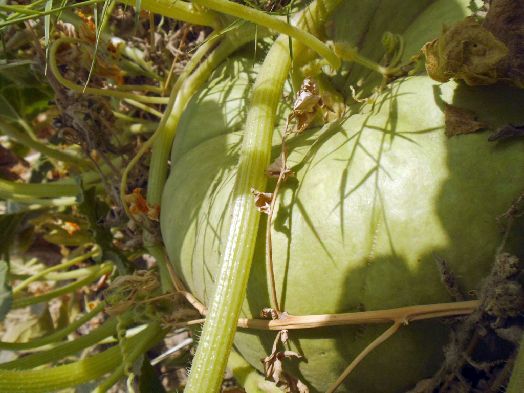 The trees are growing in the sand: Fruit oasis in Karakums