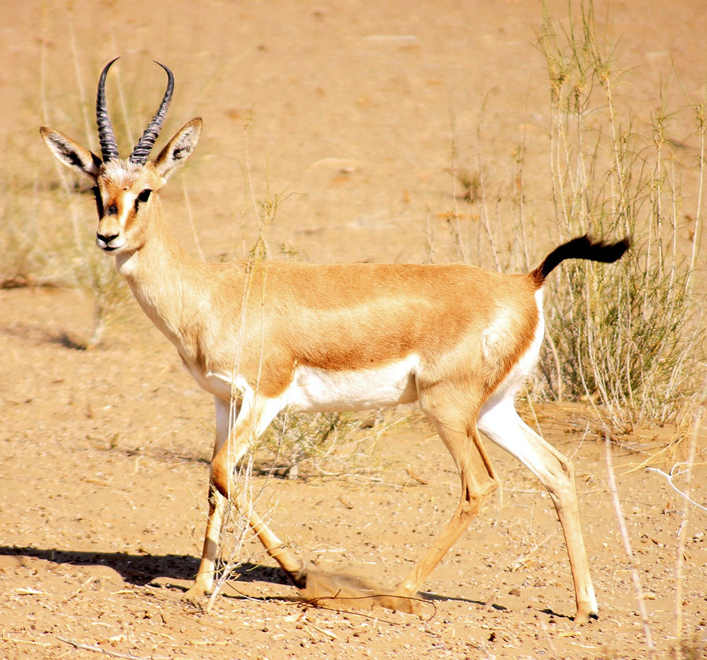 Repetek: Kingdom of Nature in desert landascape