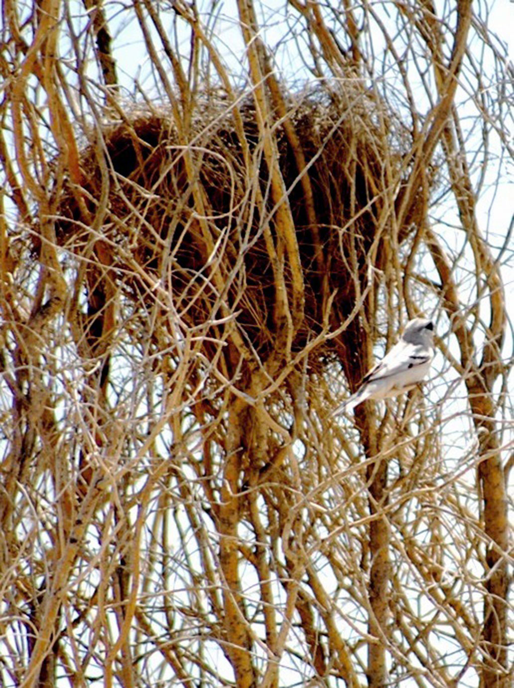 Repetek: çölüň janly tebigat şalygy