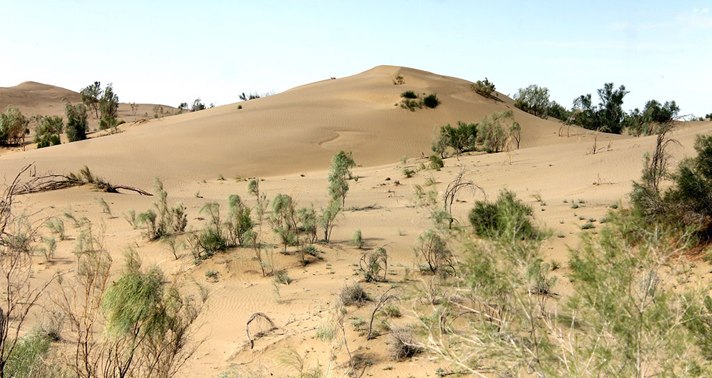 Repetek: çölüň janly tebigat şalygy