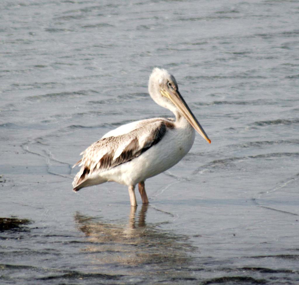 The Eragi Preserve: Birds’ Eldorado in the Eastern Karakums 