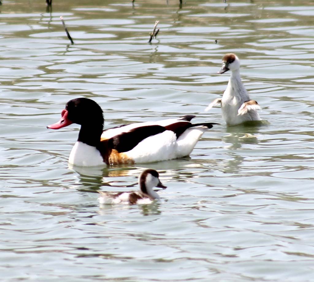 The Eragi Preserve: Birds’ Eldorado in the Eastern Karakums 