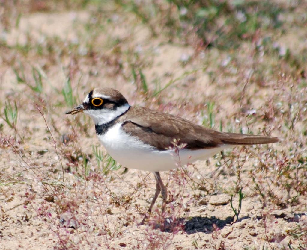 The Eragi Preserve: Birds’ Eldorado in the Eastern Karakums 