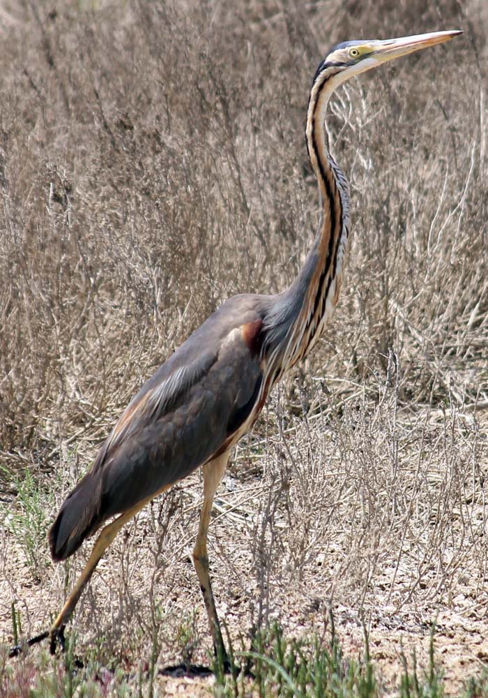 The Eragi Preserve: Birds’ Eldorado in the Eastern Karakums 