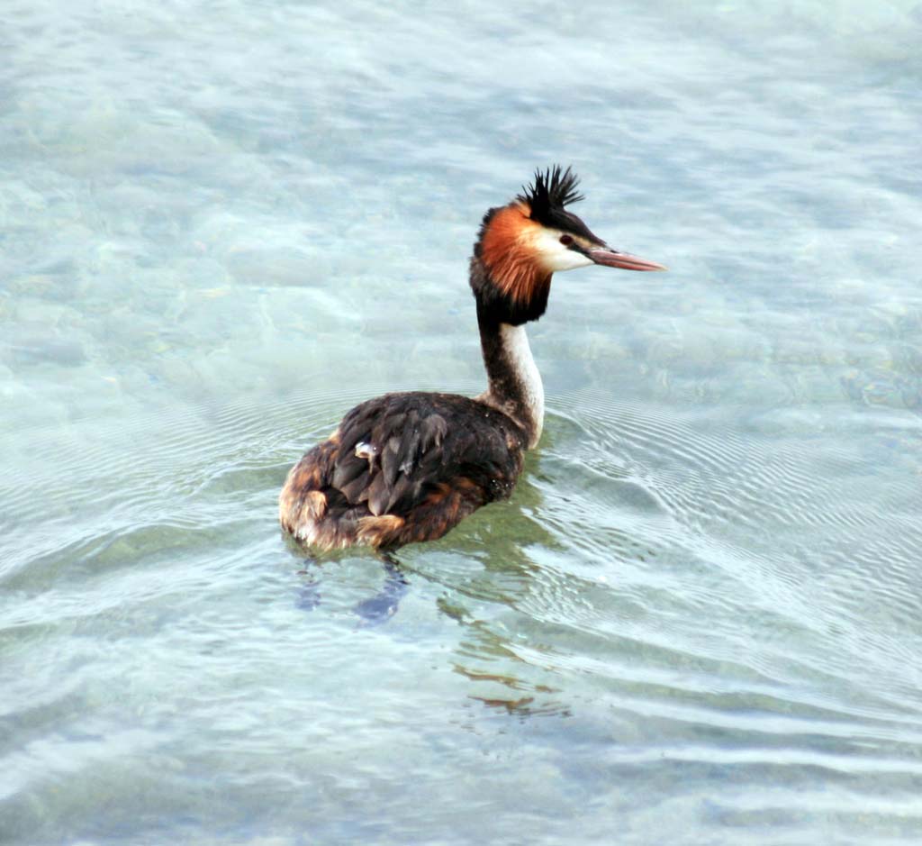 The Eragi Preserve: Birds’ Eldorado in the Eastern Karakums 