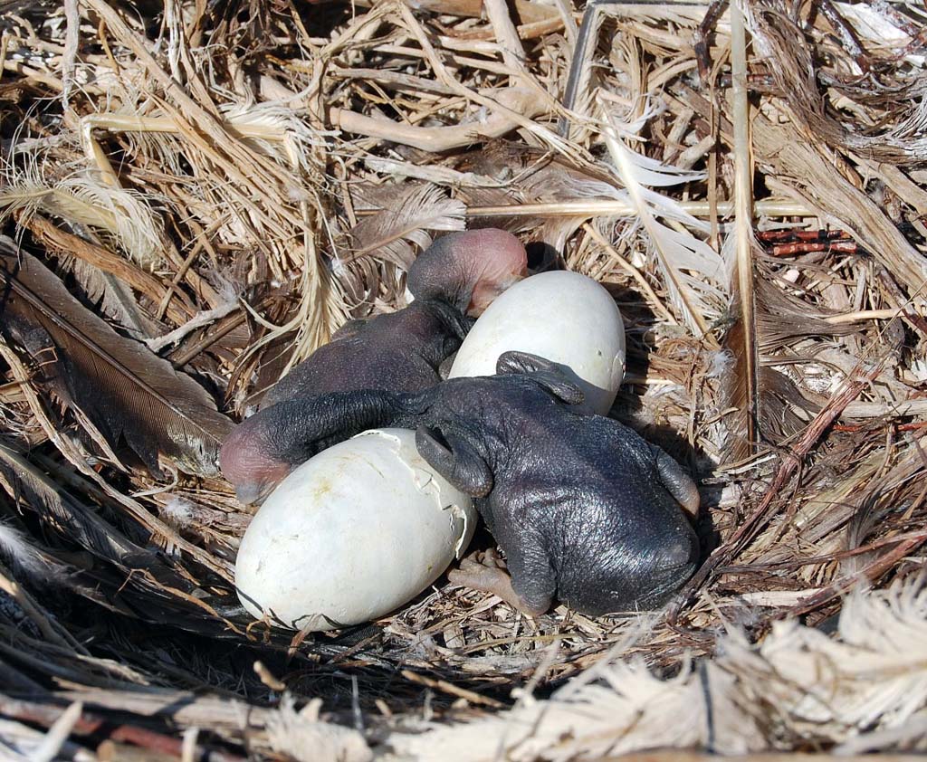 The Eragi Preserve: Birds’ Eldorado in the Eastern Karakums 