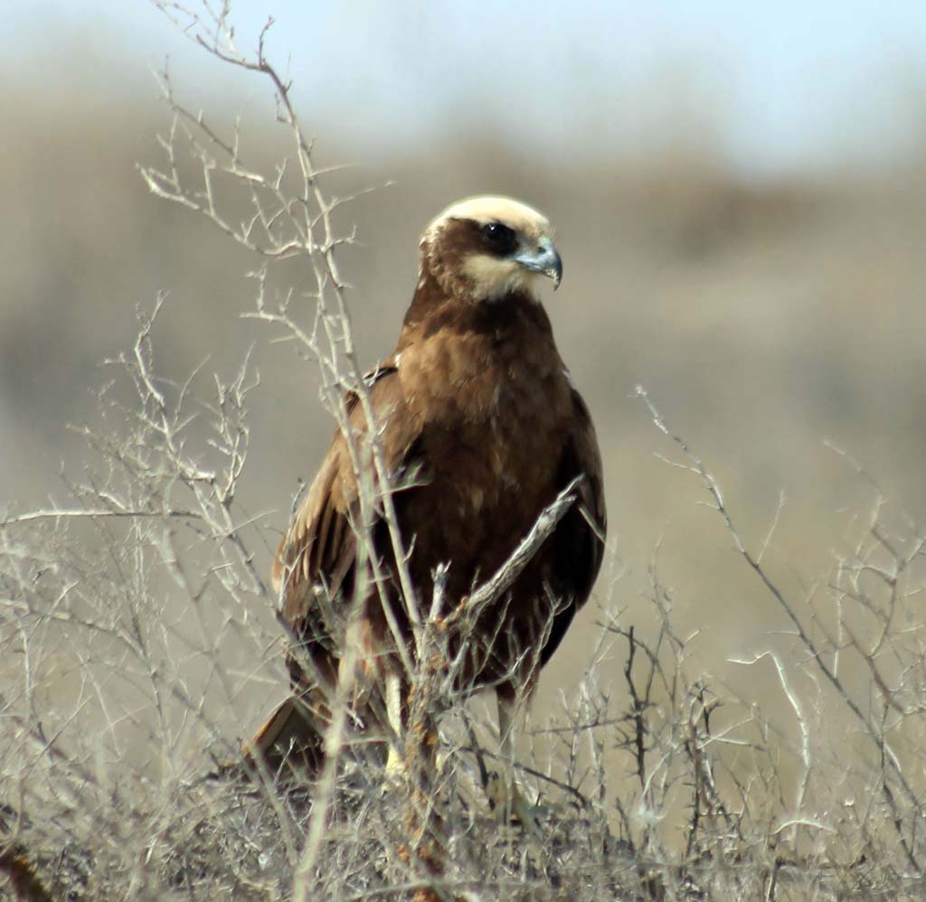 The Eragi Preserve: Birds’ Eldorado in the Eastern Karakums 