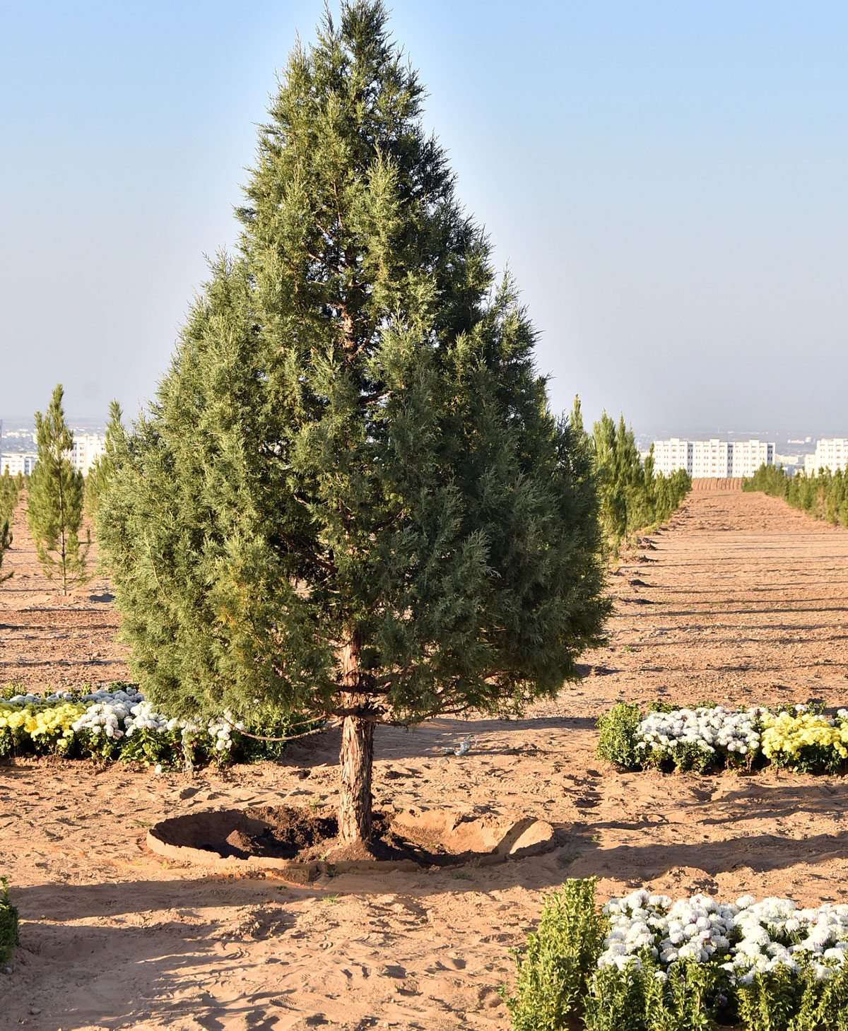 The President of Turkmenistan launches autumn tree planting campaign 