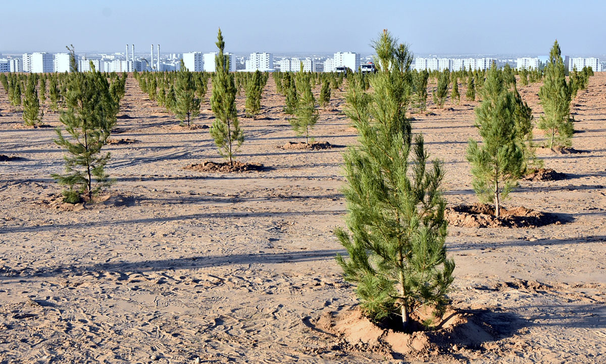 The President of Turkmenistan launches autumn tree planting campaign 