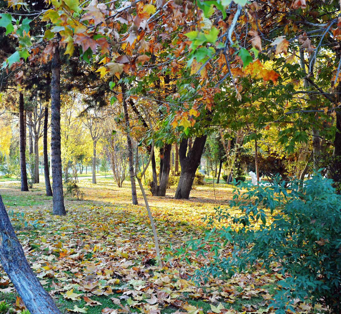 Photo Report: Contrasting Shades of Autumn Colors in Ashgabat