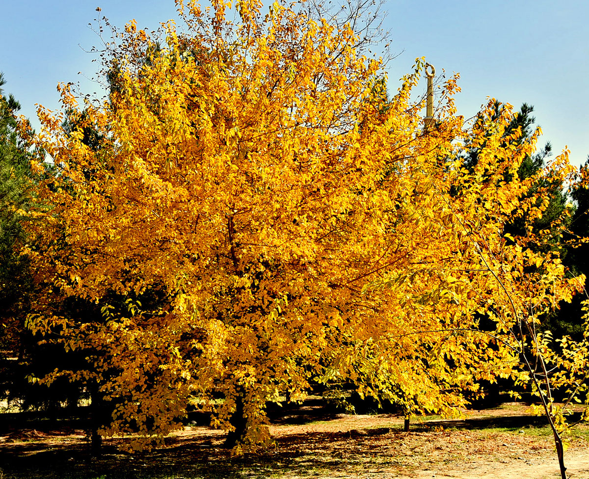 Photo Report: Contrasting Shades of Autumn Colors in Ashgabat