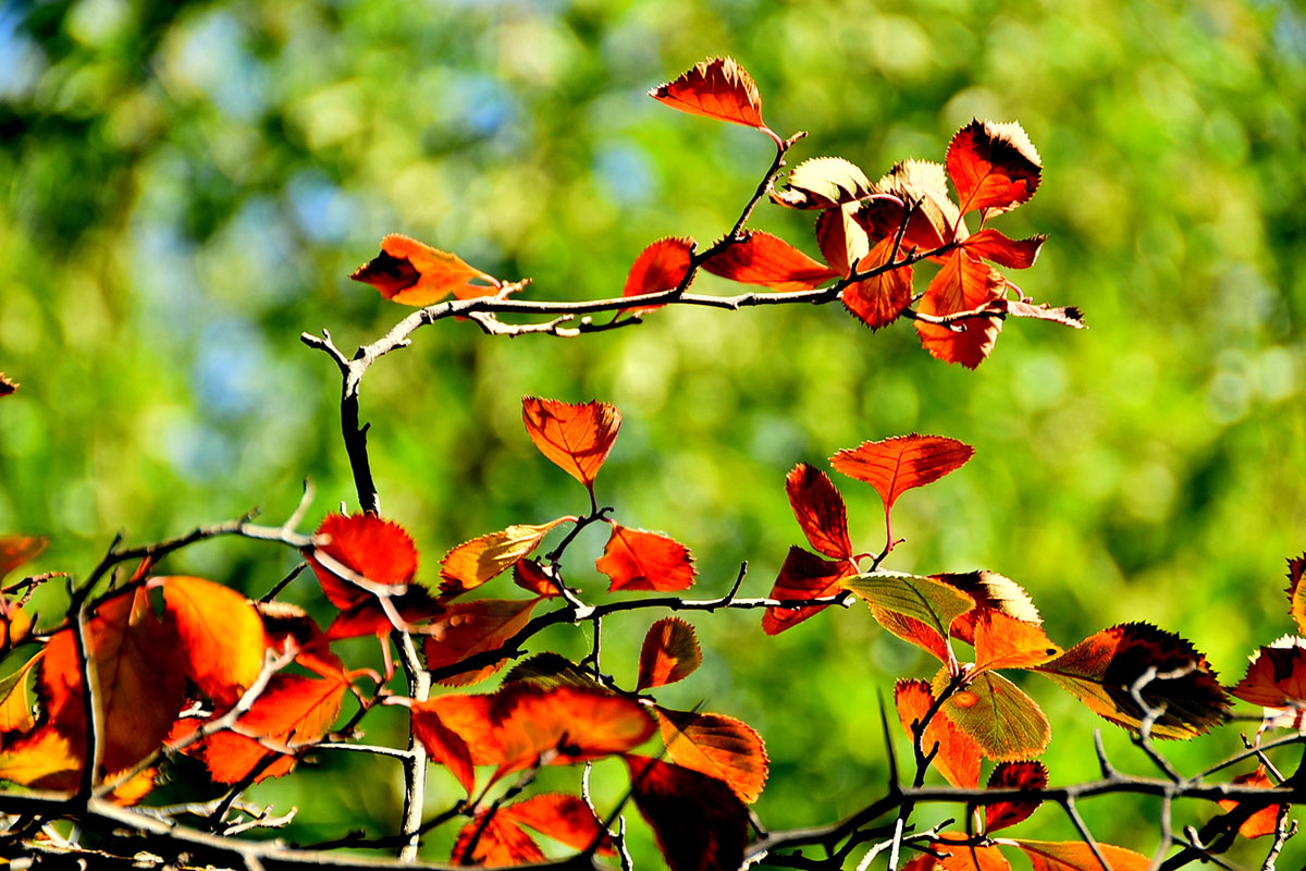 Photo Report: Contrasting Shades of Autumn Colors in Ashgabat