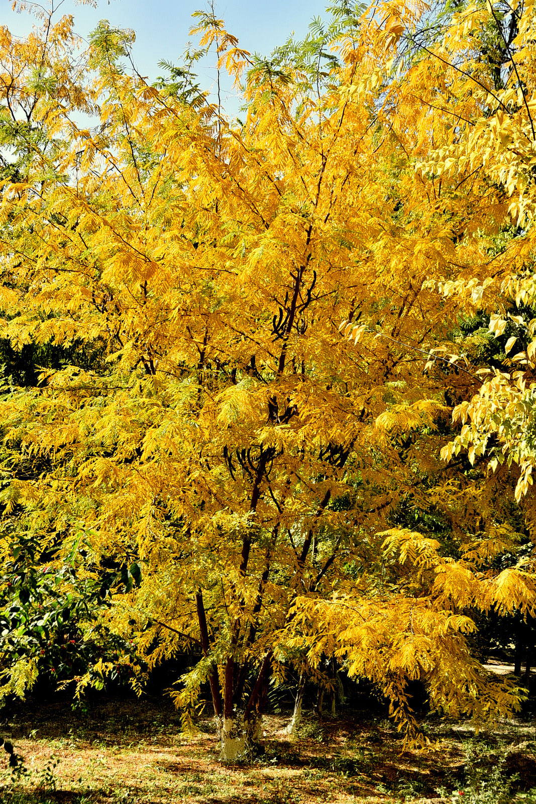 Photo Report: Contrasting Shades of Autumn Colors in Ashgabat