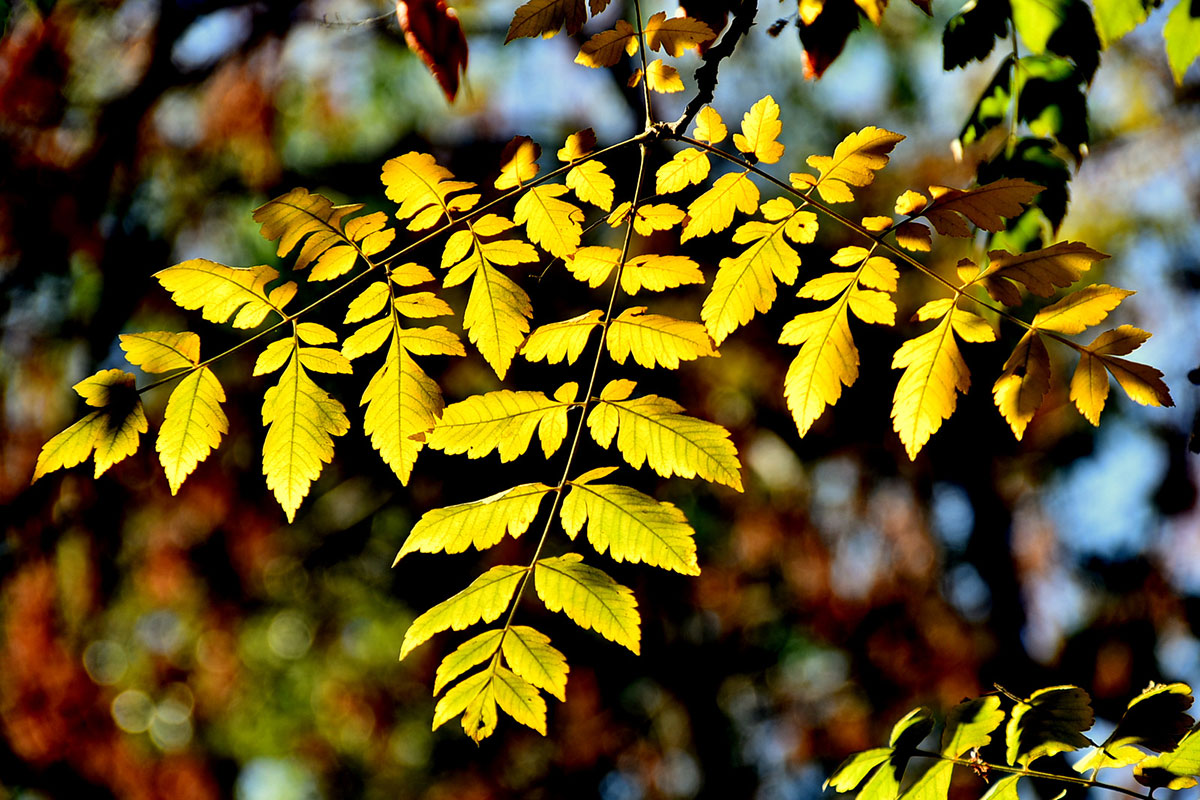 Photo Report: Contrasting Shades of Autumn Colors in Ashgabat