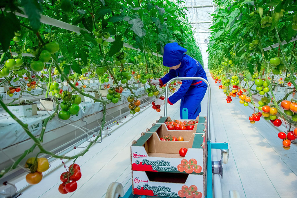 Two big hothouses for cultivation of tomatoes are put into operation in Kaahka etrap