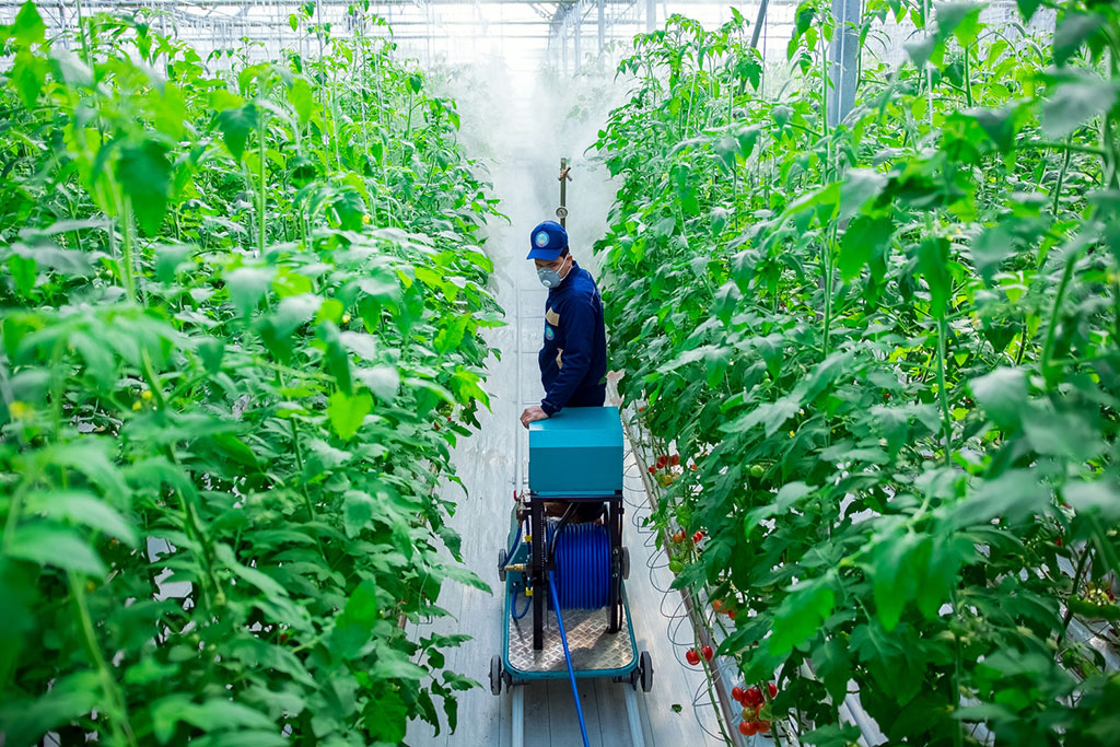 Two big hothouses for cultivation of tomatoes are put into operation in Kaahka etrap