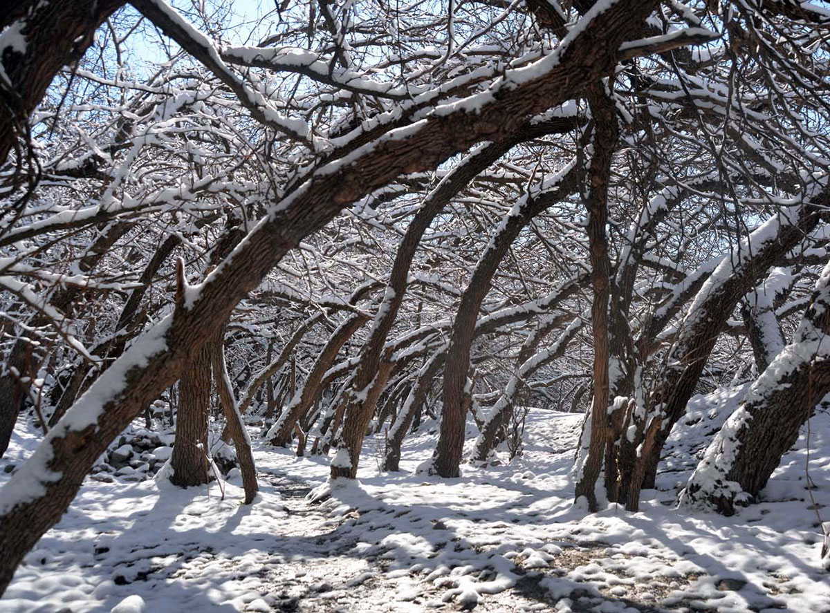 Köýtendagyň gyş manzarlary