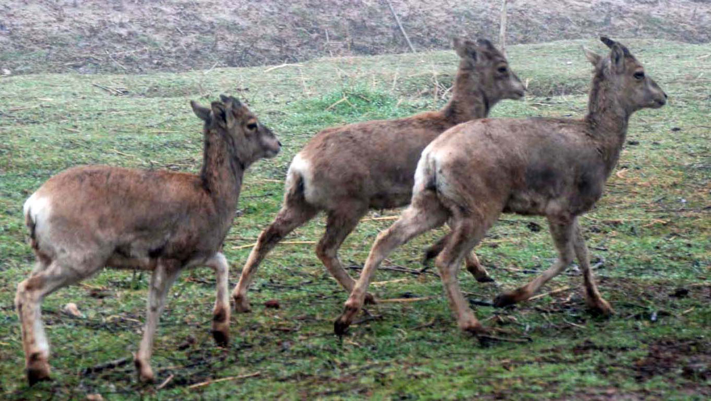 Köýtendagyň gyş manzarlary