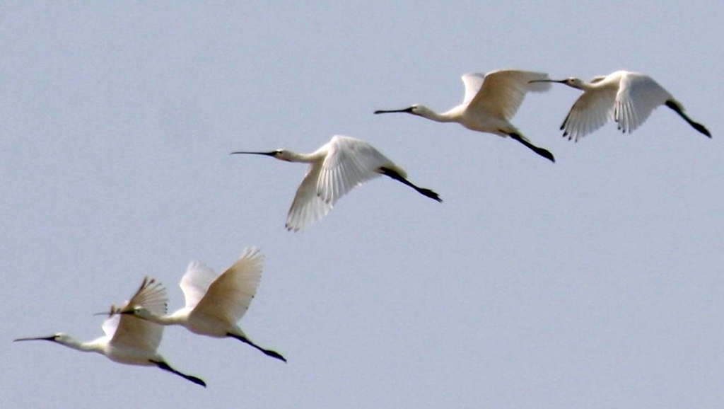 Work for nomination of wetlands of the country into the Ramsar List is carried out