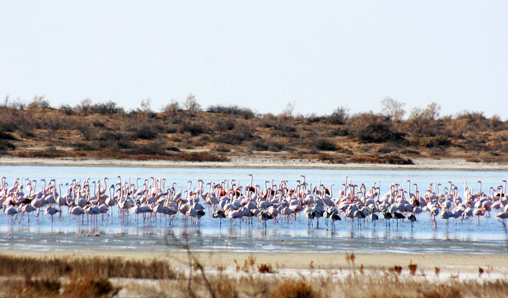 Work for nomination of wetlands of the country into the Ramsar List is carried out