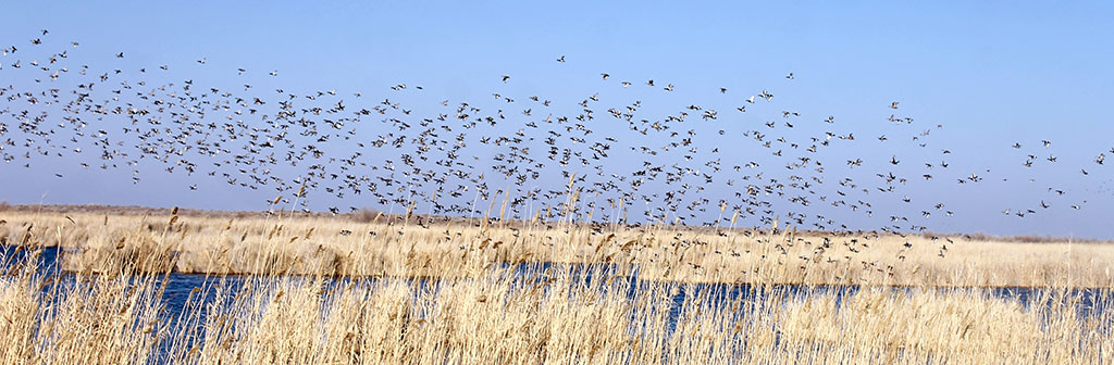 Eraji Nature Preserve: Winter Bird Count